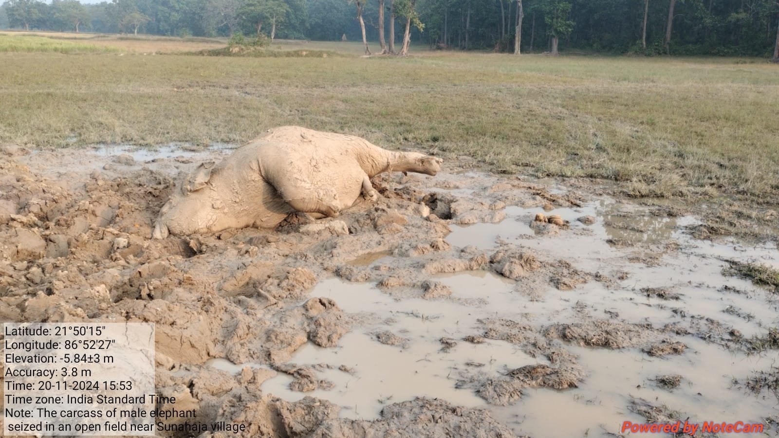 ପତିଆରା ପାଇଁ ଲଢେଇର ପରିଣତି , ଦନ୍ତାହାତୀ ର ମୃତ୍ୟୁ।