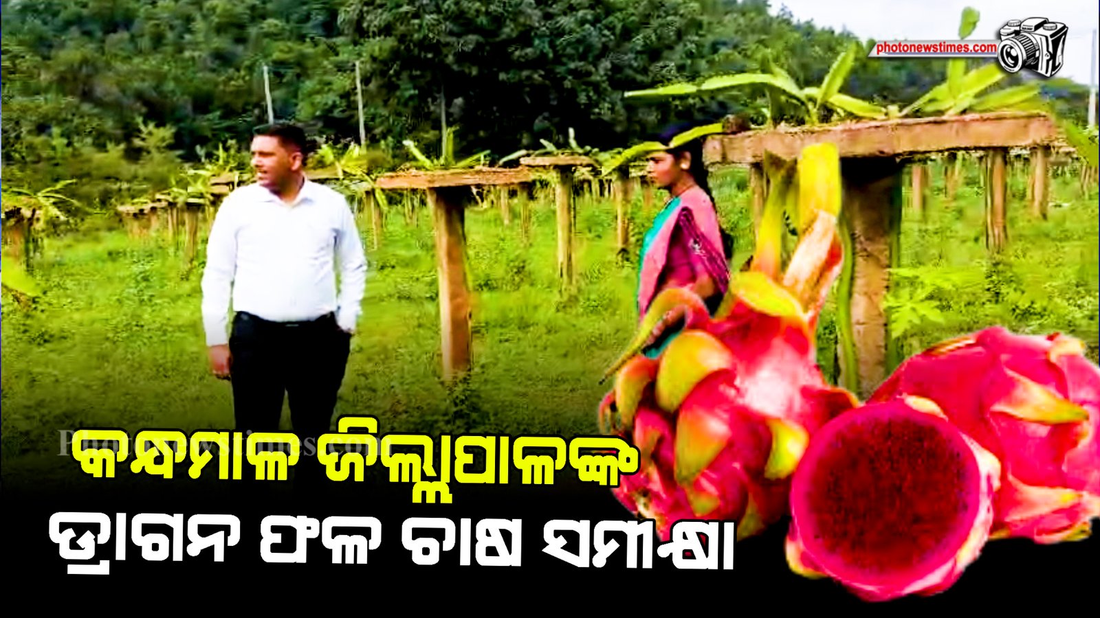 କନ୍ଧମାଳ ଜିଲ୍ଲାପାଳଙ୍କ  ଡ୍ରାଗନ ଫଳ ଚାଷ ସମୀକ୍ଷା