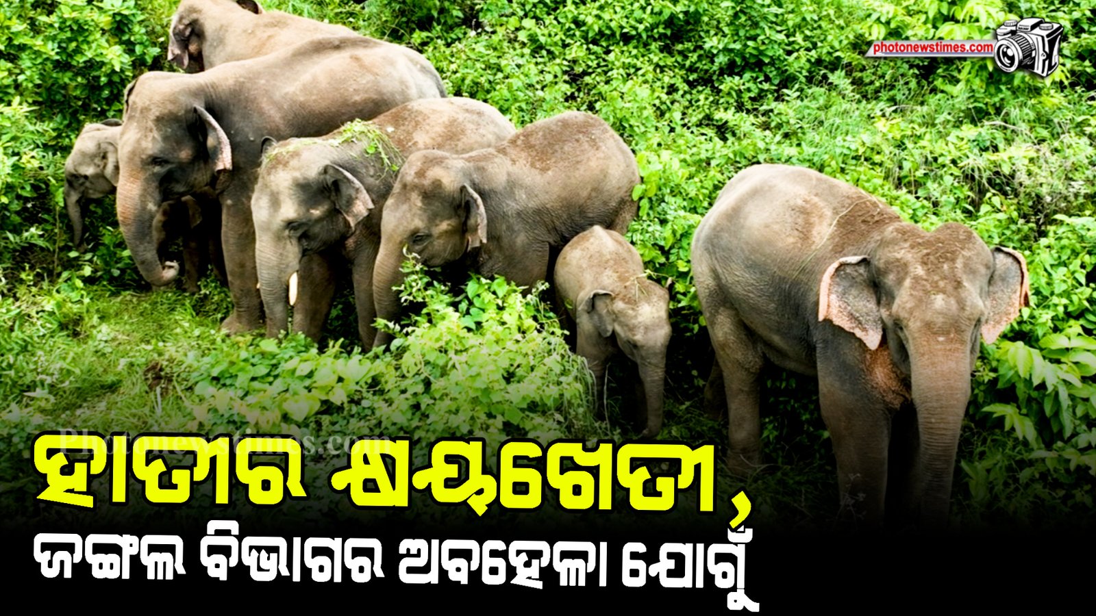 ହାତୀର କ୍ଷୟଖେତୀ,  ଜଙ୍ଗଲ ବିଭାଗର ଅବହେଳା ଯୋଗୁଁ