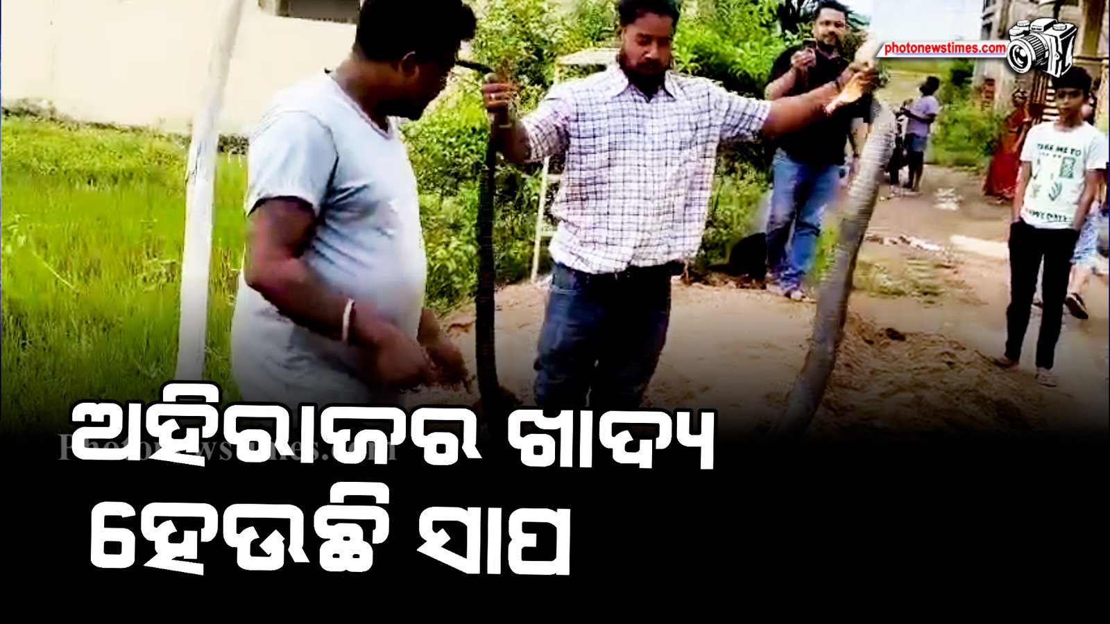 ଅହିରାଜର ଖାଦ୍ୟ ହେଉଛି ସାପ