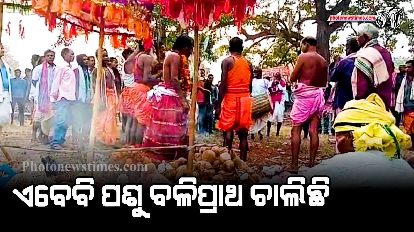 ଏବେବି ପଶୁ   ବଳିପ୍ରାଥ  ଚାଲିଛି