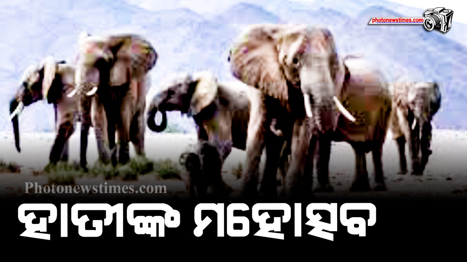 ହାତୀଙ୍କ ମହୋତ୍ସବ