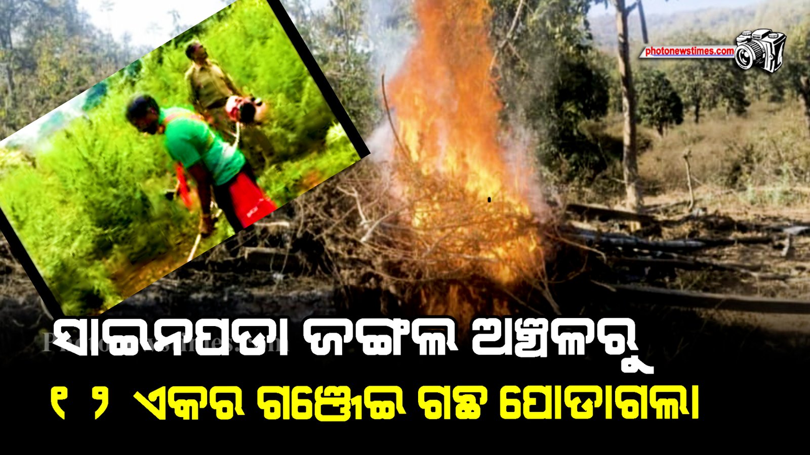 ସାଇନପଡା ଜଙ୍ଗଲ ଅଞ୍ଚଳରୁ ୧୨ ଏକର ଗଞ୍ଜେଇ ଗଛ ପୋଡାଗଲା