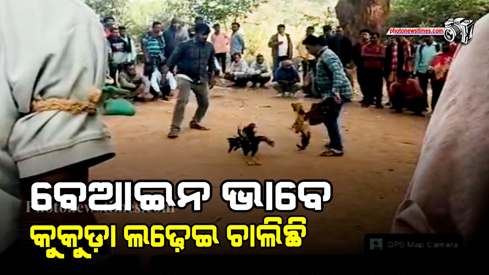 ବେଆଇନ ଭାବେ କୁକୁଡ଼ା ଲଢେ଼ଇ ଚାଲିଛି